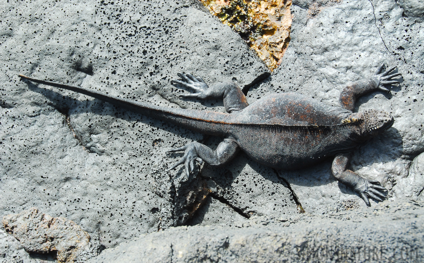 Amblyrhynchus cristatus wikelskii [55 mm, 1/30 Sek. bei f / 9.0, ISO 100]